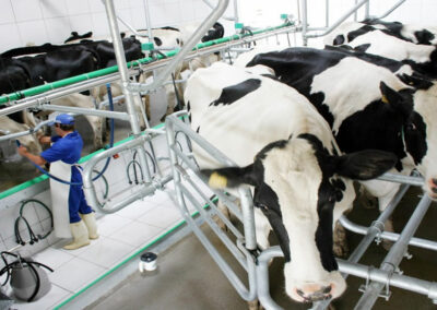 Óleo Ordenhadeira Cadium